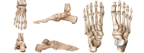 Come è Fatto il Piede e la sua Anatomia?